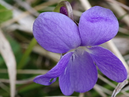 A Sweet Violet flower