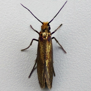 Image of Plain Pollen-moth - Micropterix calthella*