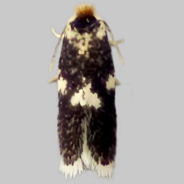 Picture of Spotted Black/White-spot Pigmy - Ectoedemia subbimaculella/heringi*