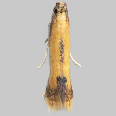 Picture of Bordered Carl - Coptotriche marginea