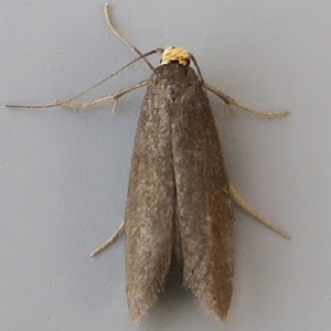 Image of Birch Gall Moth - Lampronia fuscatella