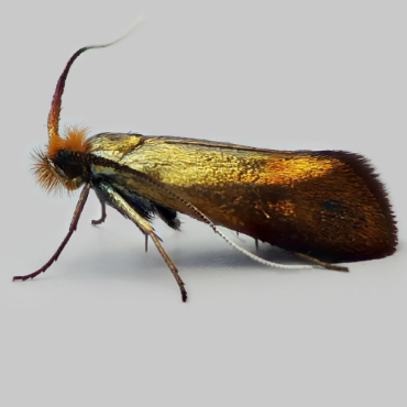 Picture of Coppery Long-horn - Nemophora cupriacella*