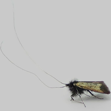 Picture of Green Long-horn - Adela reaumurella (Male)*