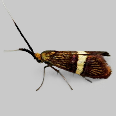 Picture of Small Barred Long-horn - Adela croesella*