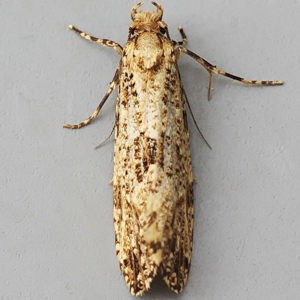 Image of Great Fungus Moth - Morophaga choragella*