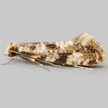 Picture of Cork Moth - Nemapogon cloacella*
