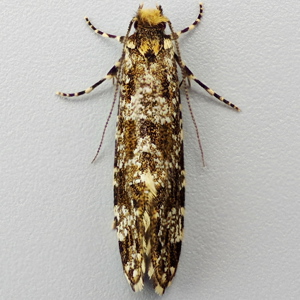 Image of Brindled Fungus Moth - Triaxomera parasitella*