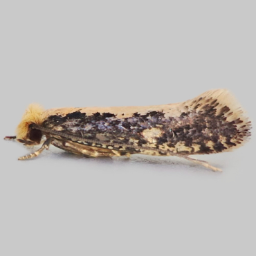 Picture of Yellow-backed/Pale-backed Clothes Moth - Monopis obviella/crocicapitella