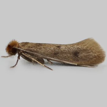 Picture of Case-bearing Clothes Moth - Tinea pellionella