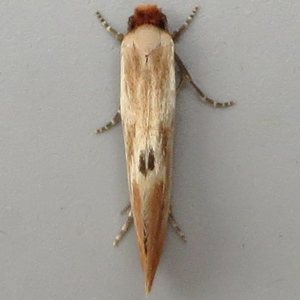 Image of Orange-tipped Nest Moth - Tinea semifulvella*