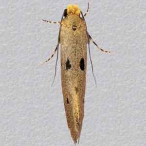 Image of Triple-spotted Nest Moth - Tinea trinotella