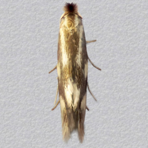 Image of Daisy Tuft - Bucculatrix nigricomella