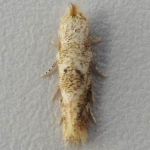 Image of Birch Tuft - Bucculatrix demaryella*