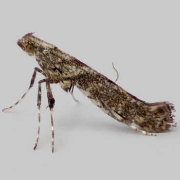 Picture of Feathered Slender - Caloptilia cuculipennella*