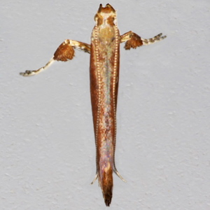 Image of Alder Stilt/Birch Stilt - Caloptilia elongella/betulicola*