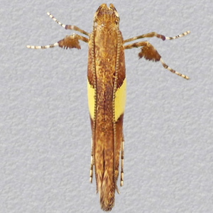 Image of Maple Stilt - Caloptilia semifascia (Summer)