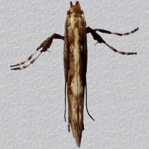 Image of White-marked Stilt - Calybites phasianipennella*