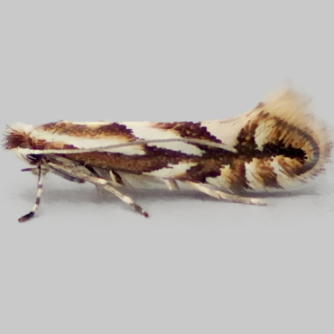 Picture of Brown Apple Midget - Phyllonorycter blancardella*