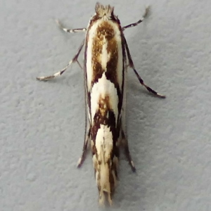 Image of Brown Apple Leaf-miner - Phyllonorycter blancardella*