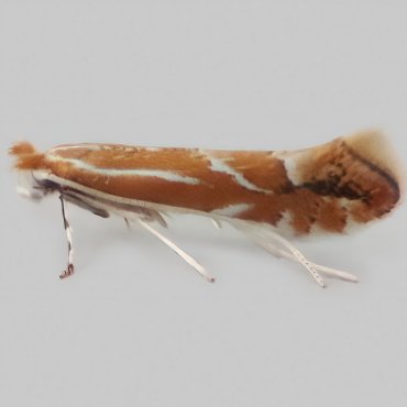 Picture of Firethorn Leaf-miner - Phyllonorycter leucographella