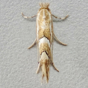 Image of Goat Willow Leaf-miner - Phyllonorycter dubitella*