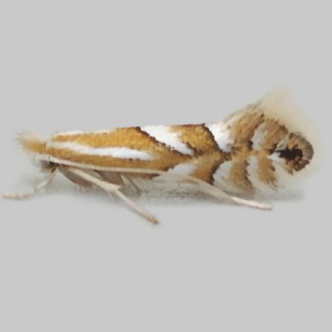 Picture of Beech Midget - Phyllonorycter maestingella*