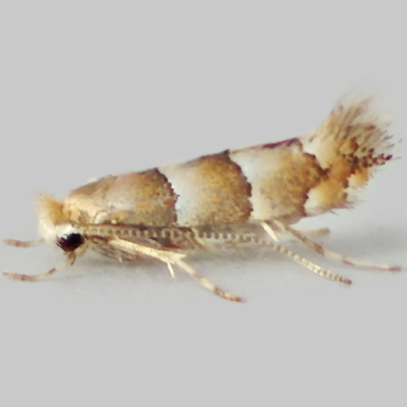 Picture of Red Hazel Midget - Phyllonorycter nicellii*