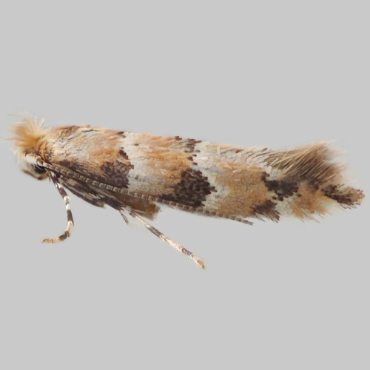 Picture of Honeysuckle Midget - Phyllonorycter trifasciella