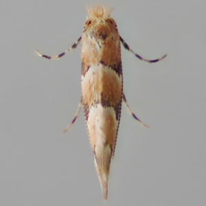 Image of Banded Honeysuckle Leaf-miner - Phyllonorycter trifasciella