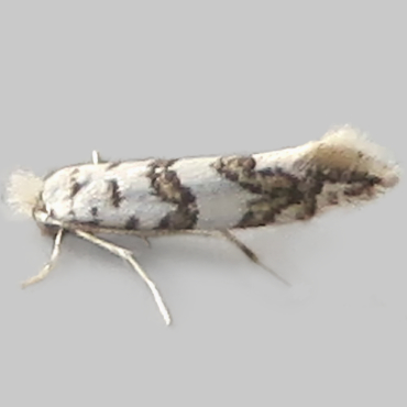Picture of White-bodied Midget - Phyllonorycter joannisi
