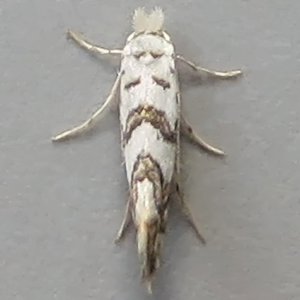 Image of Norway Maple Leaf-miner - Phyllonorycter joannisi