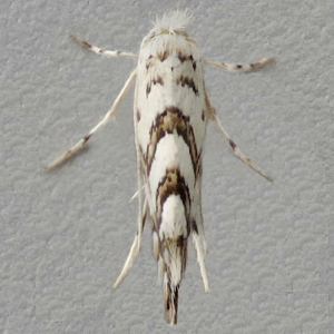 Image of Sycamore Leaf-miner - Phyllonorycter geniculella*