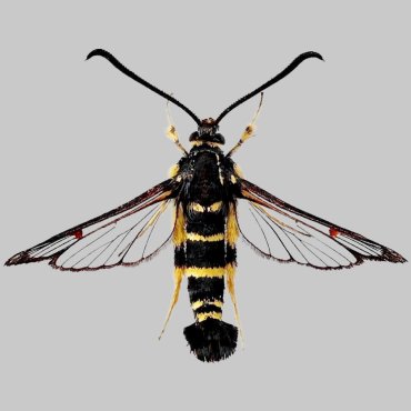 Picture of Yellow-legged Clearwing - Synanthedon vespiformis