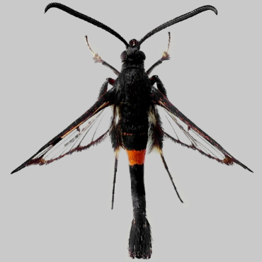 Picture of Red-belted Clearwing - Synanthedon myopaeformis