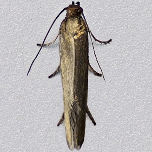 Image of Woodrush Moth - Glyphipterix fuscoviridella*