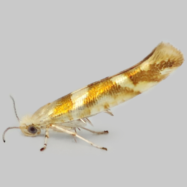 Picture of Golden Argent - Argyresthia goedartella