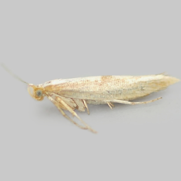 Picture of Large Beech Argent - Argyresthia semitestacella*