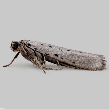Picture of Grey Ermine - Yponomeuta sedella