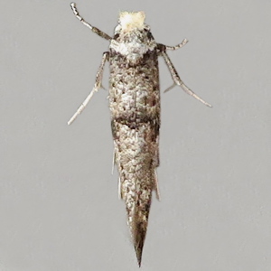 Image of White-headed Drab - Paraswammerdamia albicapitella