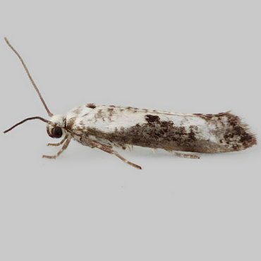 Picture of Ash Bud Moth - Prays fraxinella*