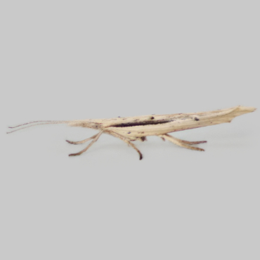 Picture of Spindle Smudge - Ypsolopha mucronella*