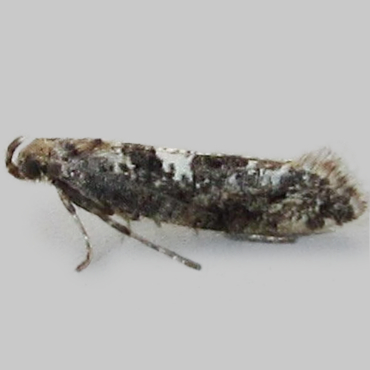 Picture of Leek Moth - Acrolepiopsis assectella