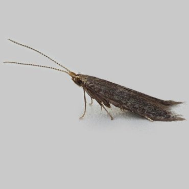 Picture of Blackthorn Case-bearer agg. - Coleophora coracipennella agg.