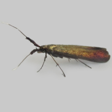 Picture of Red-clover Case-bearer - Coleophora deauratella