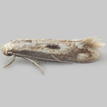 Picture of Cotton-grass Dwarf - Elachista albidella