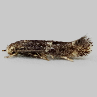 Picture of Broken-barred Dwarf - Elachista freyerella*