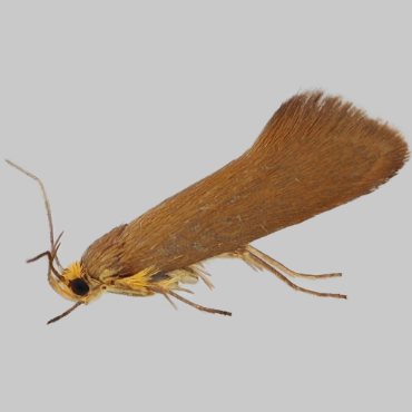 Picture of Golden-brown Tubic - Crassa unitella