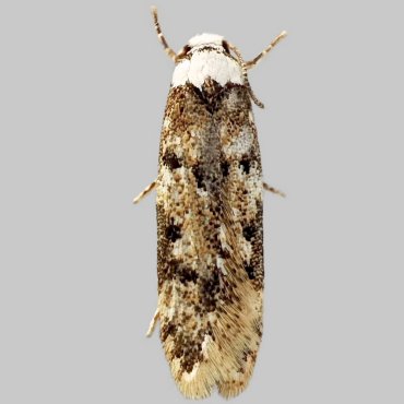 Picture of White-shouldered House Moth - Endrosis sarcitrella
