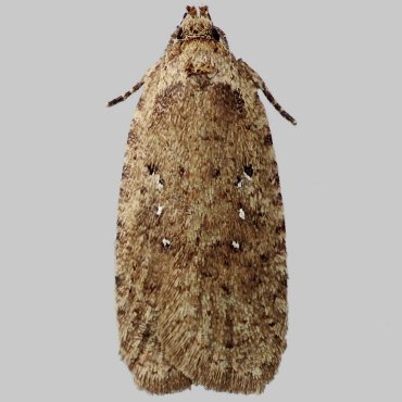 Picture of Common Flat-body - Agonopterix heracliana*