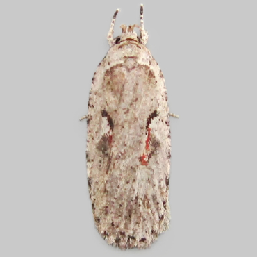 Picture of Red-letter Flat-body - Agonopterix ocellana